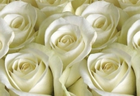 Кухонный фартук - Интерьерная панель Белые розы 600 х 3000 мм в Орехово-Зуево СтройДвор на Карболите