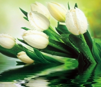 Фотообои 001 Белые тюльпаны 294 х 260 в Орехово-Зуево СтройДвор на Карболите