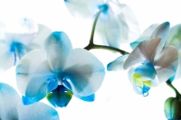 Фотообои 210 Голубая орхидея 134 х 196 в Орехово-Зуево СтройДвор на Карболите