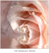 Фотообои 082 Кремовая роза 196 х 201